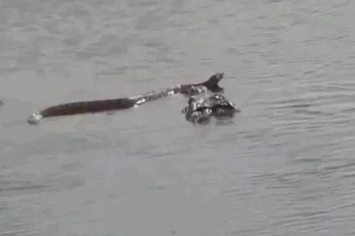 CLIP: Cá sấu phô diễn sức mạnh, kết liễu rắn độc trong tích tắc