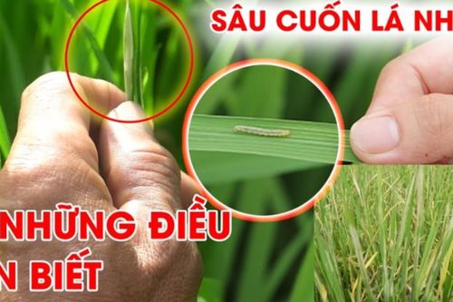Sâu cuốn lá nhỏ gây hại diện rộng trên lúa mùa, Ninh Bình ra công điện khẩn phòng trừ