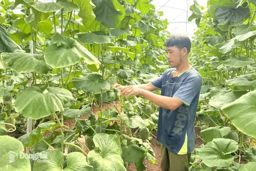 Khởi nghiệp thành công từ hơn 3 sào dưa lưới