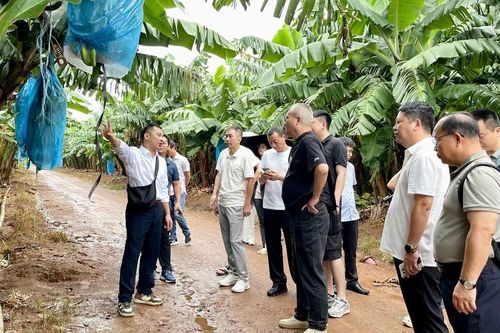Đoàn doanh nghiệp Trung Quốc khảo sát một số vùng nguyên liệu nông sản của Gia Lai