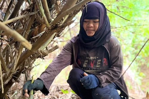 Viết giữa mùa măng rừng
