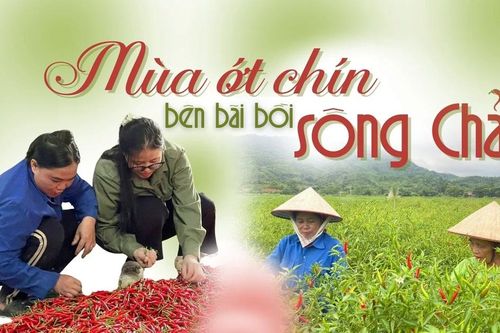 Mùa ớt chín bên bãi bồi sông Chảy