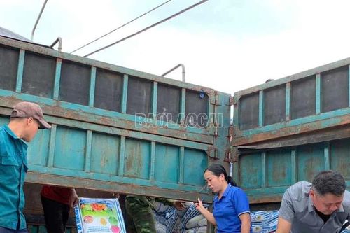 Cấp hơn 63 tấn phân bón hữu cơ cho hộ trồng quế tại Xuân Hòa và Nghĩa Đô