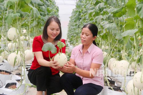 Hiệu quả từ mô hình trồng dưa sữa Nhật Bản trong nhà lưới