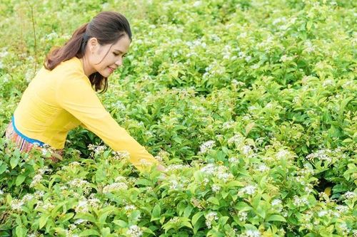 Nâng tầm giá trị dược liệu