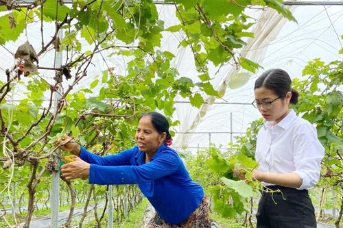 Hiệu quả từ mô hình trồng nho Hạ đen xen canh rau má