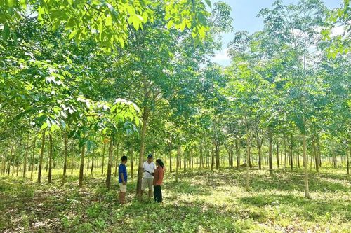Đổi mới, sáng tạo, quyết tâm xây dựng xã Lìa phát triển toàn diện