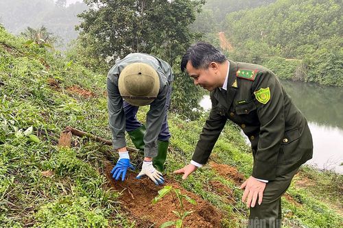 Trồng rừng tập trung đạt trên 105% kế hoạch năm
