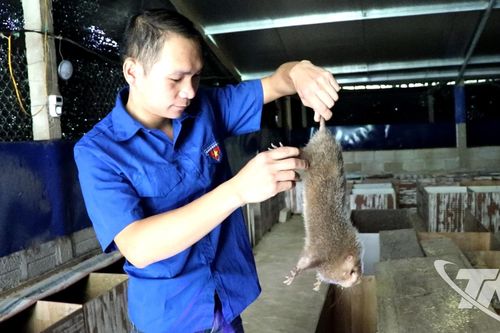 Nuôi dúi - hướng mở cho kinh tế nông thôn