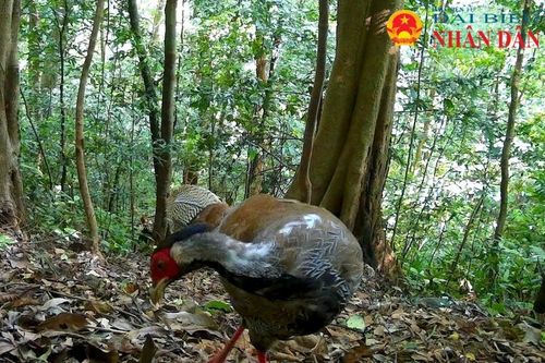Sơn dương, Cầy gấm loài động vật quý hiếm nhóm IB, nằm trong sách đỏ xuất hiện nhiều ở rừng tự nhiên Quảng Trị