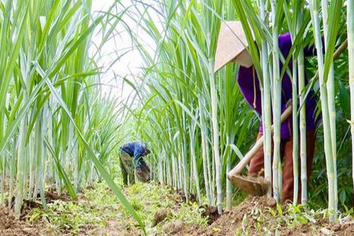 Những 'cánh chim' đưa nông thôn mới Hà Tĩnh vươn cao