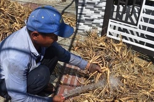 Gắn liên kết sản xuất với giảm nghèo bền vững giúp người dân Trà Đốc 'đổi đời'