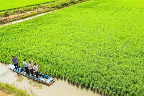 Nông dân Cà Mau làm giàu với loại cây trồng cũ nhờ cách làm mới