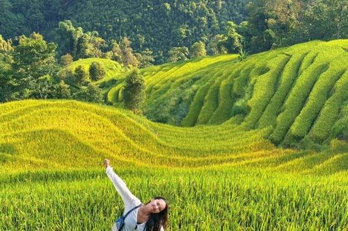 Trốn khỏi đông đúc, đến Séo Chong Hô thưởng lúa chín Tây Bắc