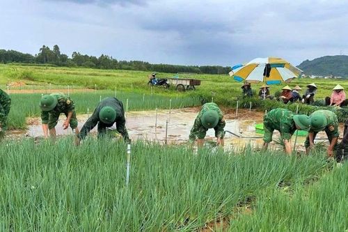 Vựa rau lớn nhất tỉnh Nghệ An ngập nặng, bộ đội cùng dân lội nước vớt vát mùa rau