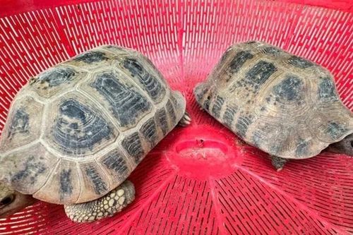 Hai cá thể rùa núi vàng đi lạc vào vườn nhà dân