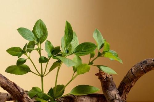 8 dấu hiệu nhận biết ngôi nhà vượng khí, hút tài lộc, bình an