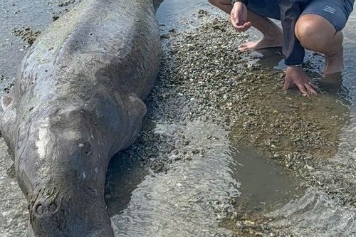 'Nàng tiên cá' nặng 300kg trôi dạt vào bờ biển Côn Đảo, 8 người mới có thể đưa lên bờ