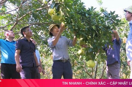 Đánh thức tiềm năng du lịch từ vùng bưởi Phúc Trạch