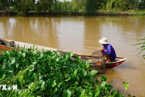 Lũ về, nông dân Đồng Tháp nhộn nhịp nghề 'ăn theo' con nước