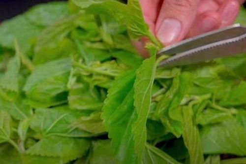 Đừng chỉ ăn quả, lá cây này quý như 'nhân sâm của người nghèo', ở quê mọc đầy không ai ngó