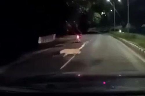 CLIP: Báo hoa mai bất ngờ tấn công người đi xe máy trong đêm và cái kết 'thót tim'