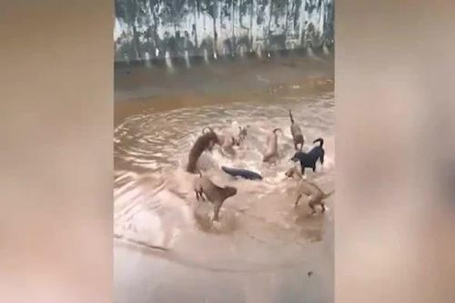 CLIP: Rái cá đơn độc tử chiến 9 con chó dữ giữa kênh nước