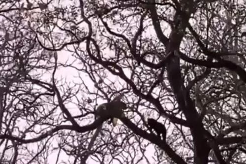 CLIP: 'Nín thở' xem màn tử chiến của báo đen và báo hoa mai trên ngọn cây
