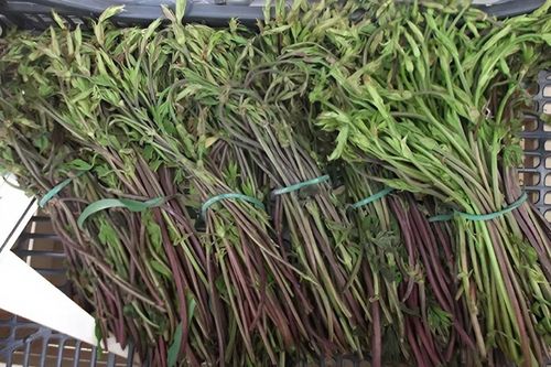 Loại rau đắt bậc nhất thế giới 39 triệu/ký, chỉ được hái trong 14 ngày