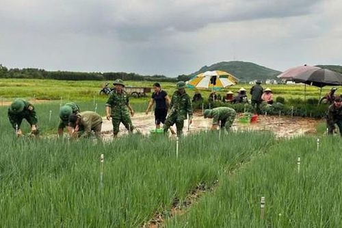 Nghệ An: 400ha rau bị ngập do mưa lớn, dân bán rau non gỡ vốn