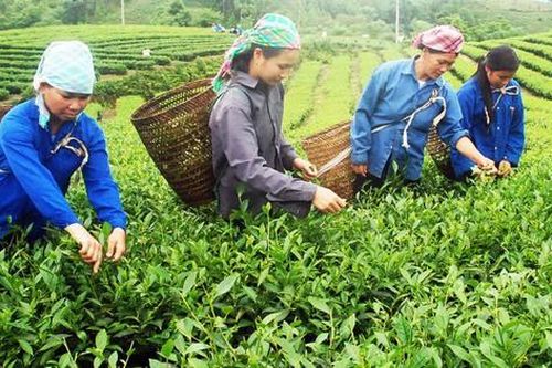 Xã Tằng Loỏng xây dựng nông thôn mới từ mô hình trồng chè