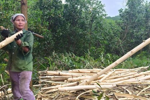 Cần chính sách sinh kế kịp thời, bền vững để người dân không 'đốn' keo non bán do giá cao