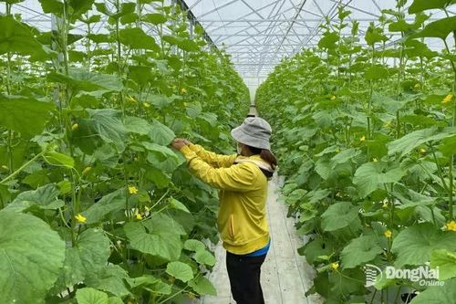 Xã vùng xa Đak Lua phát triển nông thôn mới bền vững