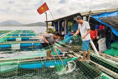 Nông nghiệp Khánh Hòa: Nhiều điểm sáng trong sản xuất công nghệ cao và nuôi biển