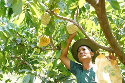 Phát triển kinh tế nhờ các loại na