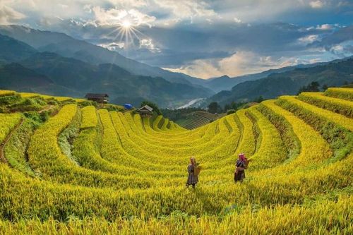 Vẻ đẹp ruộng bậc thang Lào Cai