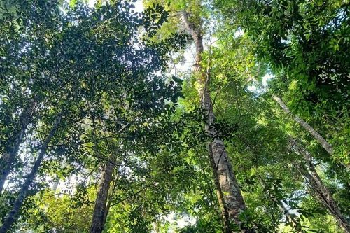 Giữ rừng đặc dụng Núi Ông