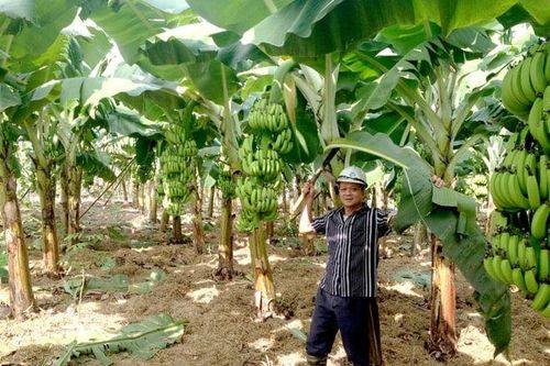 Mở lối thoát nghèo bền vững nhờ... cây 'xóa đói'