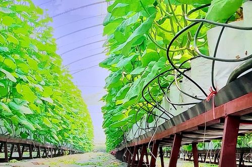 Hợp tác xã điện tử: Tiềm năng lớn nhưng vướng thách thức nguồn nhân lực