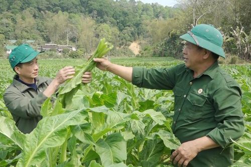 Người lính thời bình và khát vọng làm giàu trên mảnh đất quê hương
