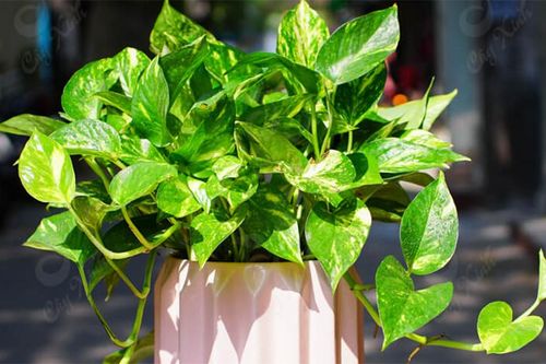 Người mệnh Thủy hợp trồng cây cảnh gì?