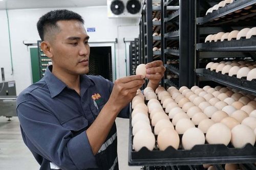 Tây Ninh bứt phá công nghiệp hóa chăn nuôi: Từ con giống đến kinh tế xanh
