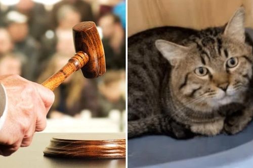 Mèo bị bán đấu giá vì chủ bị tịch biên tài sản, netizen vừa buồn cười vừa thương