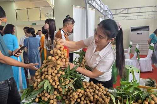 Hưng Yên: Doanh nghiệp, nhà quản lý hiến kế tiêu thụ, xuất khẩu nhãn