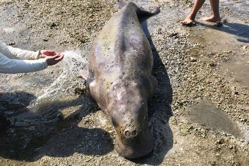 Bò biển Dugong chết trôi dạt vào bờ Côn Đảo