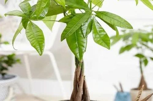 Chọn ngày đẹp trồng cây cảnh để lấy may mắn