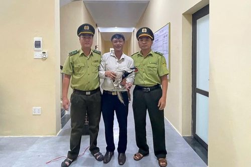 Tiếp nhận gà lôi trắng 'đi lạc' khu vực công viên ở Huế