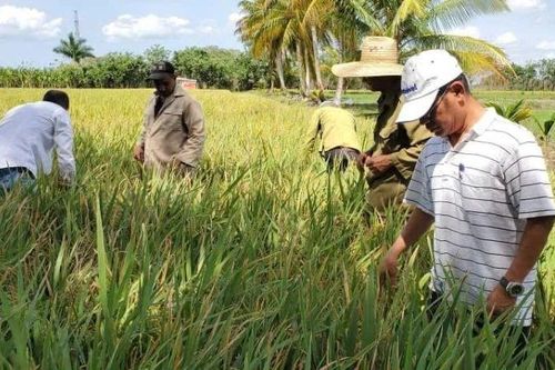 Tình bạn Việt Nam-Cuba đong đầy trên đồng lúa trĩu hạt