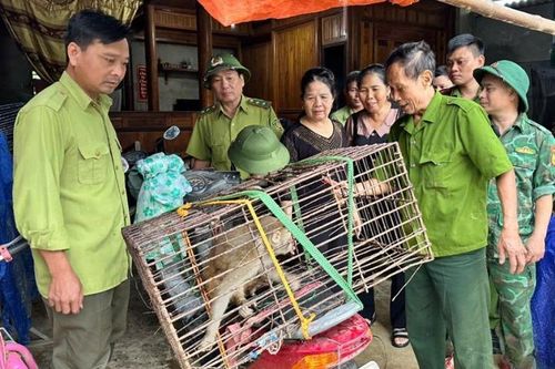 Thả 'Tề Thiên' về rừng