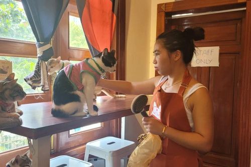 Thú vị quán cà phê cứu hộ chó mèo tại TP. HCM